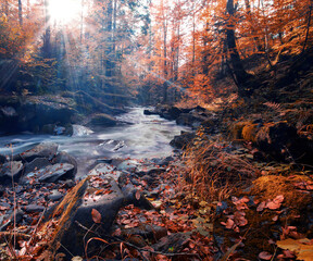 picturesque autumn scenery, fantasticc early morning in the forest	