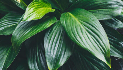 leaves of Spathiphyllum cannifolium in the garden, abstract green texture, nature dark tone backgroud - obrazy, fototapety, plakaty