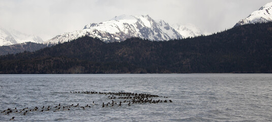 Common murres [birds] swimming in the Kachemak bay near Gull Island near Homer Alaska United States