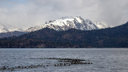 Common Guillemots  [birds] swimming in the Kachemak bay near Gull Island near Homer Alaska United States