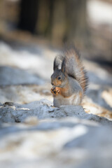 squirrel in the park