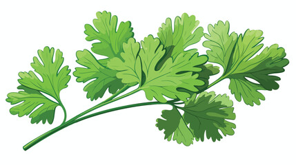 Coriander leaf botanical vector illustration hand-
