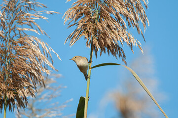 A bird perched on a reed plant. Common Chiffchaff, Phylloscopus collybita.