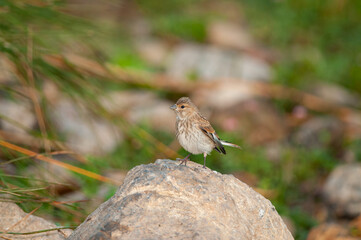 Red-fronted Serin, Serinus pusillus, on the rock.