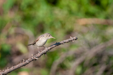Eastern Olivaceous Warbler, Iduna pallida on a branch.