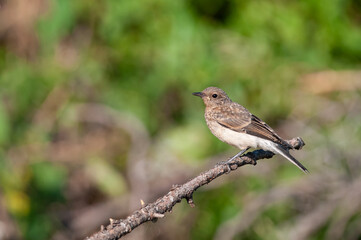 Fototapeta premium Northern Wheatear, Oenanthe oenanthe on a branch.