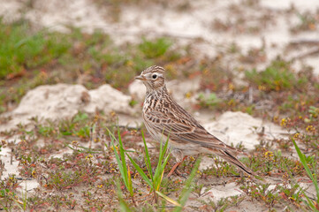 Turkestan Short-toed Lark, Alaudala heinei, at the wetland edge, among wildflowers.
