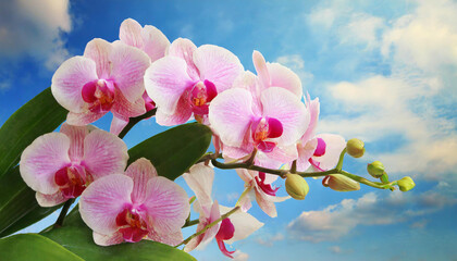 A Beautiful Pink Orchid Flowers and Blue Sky Bokeh Background