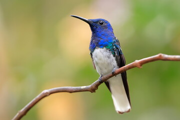 White-necked Jacobin (Florisuga mellivora) Ecuator