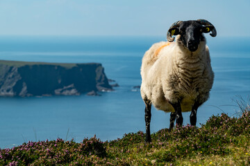 Sheep standing on the coast of Donegal, with the blue Atlantic Ocean in the background, near...