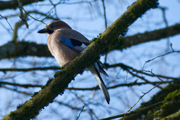 Eurasian Jay (Garrulus glandarius) perched on a tree branch in Zurich, Switzerland © Janine