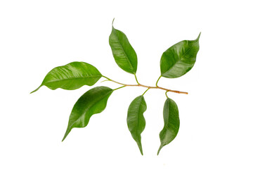 Naklejka premium Ficus benjamina is a plant species belonging to the Ficus genus.
