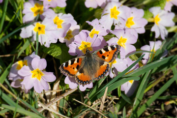 Small tortoiseshell butterfly (Aglais urticae) sitting on pink flower in Zurich, Switzerland