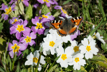 Small tortoiseshell butterfly (Aglais urticae) sitting on white flower in Zurich, Switzerland