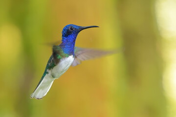 White-necked Jacobin (Florisuga mellivora) Ecuator
