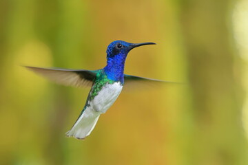 White-necked Jacobin (Florisuga mellivora) Ecuator