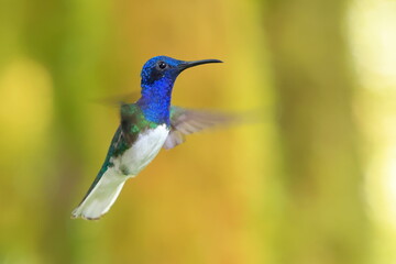 White-necked Jacobin (Florisuga mellivora) Ecuator