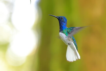 White-necked Jacobin (Florisuga mellivora) Ecuator