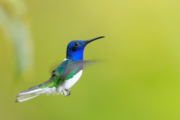 White-necked Jacobin (Florisuga mellivora) Ecuator