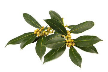 Fresh green daphne leaves  - leaf on the white background