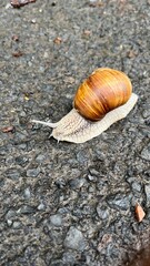 snail on the road
