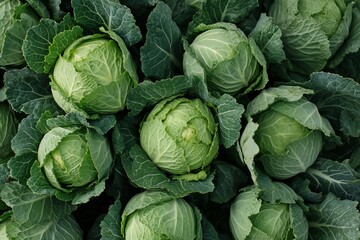 Background with a large cabbage field. Ripe harvest on a farm or greenhouse - obrazy, fototapety, plakaty