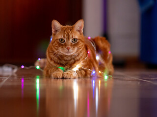 A symphony of lights dances around this graceful cat