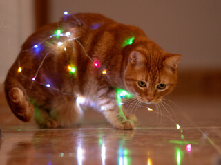 Wrapped in a tapestry of twinkling lights, this cat enchants