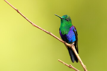 Velvet-purple Coronet (Boissonneaua jardini) Ecuador