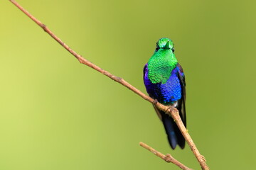 Velvet-purple Coronet (Boissonneaua jardini) Ecuador