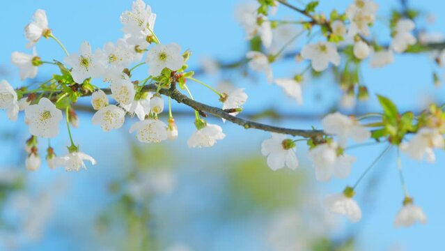 White Wild Cherry Blossom. White Springtime Flowers. Bird Cherry Is A Species Of A Flowering Plant In Rose Family Rosaceae. Close up.