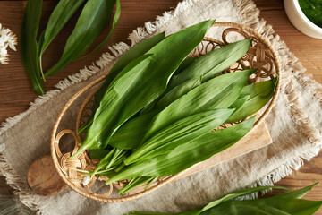 Fresh wild garlic or ramson leaves on a table - wild edible plant harvested in spring