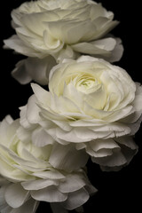 白いラナンキュラスの花