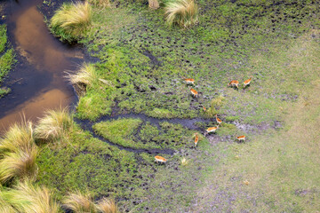 Aerial view over the Okavango Delta, Botswana