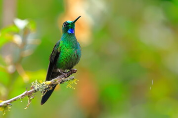 Green-crowned brilliant - male(Heliodoxa jacula) Ecuador