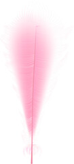 Flying realistic vector  goose or swan pink feathers.Ecological feather filler for pillows, blankets or jackets.Vector concept design.
