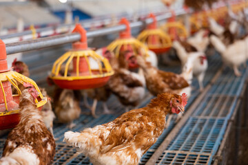 Production feeding line for laying hens of small poultry farm. Chickens walking on cages and eating from hanging feeders © JackF