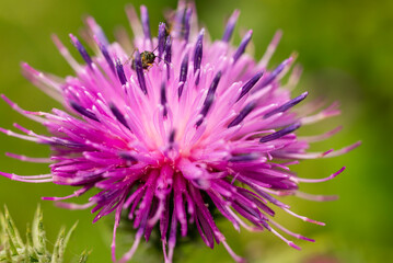 Macro photo of a purple and pink flowering spear thistle (Cirsium vulgare)