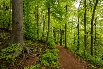 Beautiful springtime forest scene with a picturesque hiking path and lush green beech trees,...