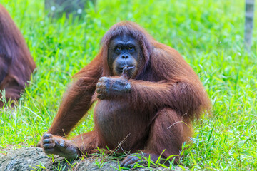 orangutans or pongo pygmaeus is the only asian great found on the island of Borneo and Sumatra - obrazy, fototapety, plakaty