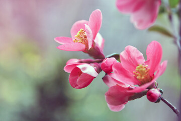 Fototapeta na wymiar Springtime flowers chaenomeles japonica