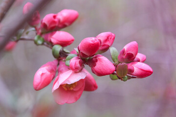 Springtime flowers chaenomeles japonica