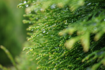 Close-up of a thuja branch adorned with glistening morning dew
