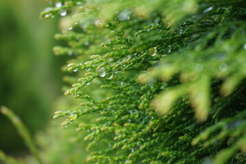 Close-up of a thuja branch adorned with glistening morning dew