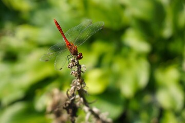A vibrant red dragonfly perched on a green plant stem. A close-up of a scarlet darter dragonfly perched on a green stem