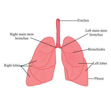 Human Lungs Anatomy. Study content for Biology and Medicine students. Vector Illustration.