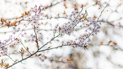 branch of a tree