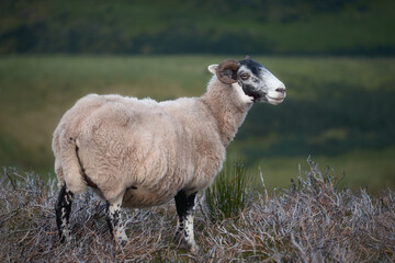 A lone sheep stands in a field. Scotland, United Kingdom