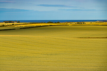 AERIAL: Amazing colour contrast between golden wheat fields and blue sky and sea