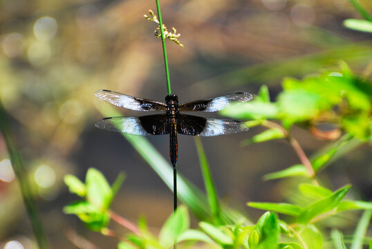 A Widow Skimmer dragonfly on a green reed plant with wings on display. 